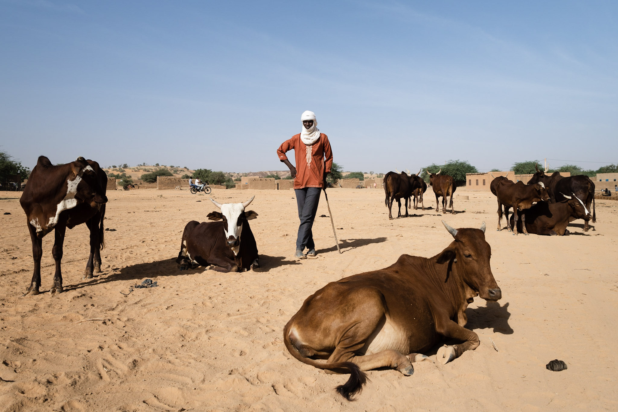 a cowherd in toukounous, niger.